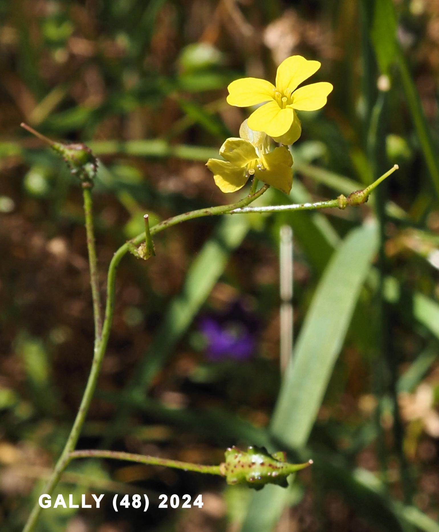 Corn Rocket